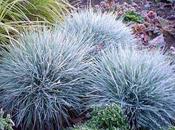 Festuca glauca