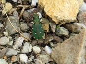 Cicindela
