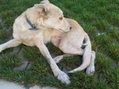 Cachorro abandonado quart poblet valencia ayuda esta calle!!!