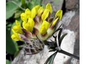 Vulneraria