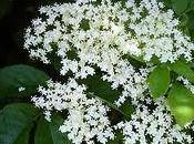 Propiedades depurativas saúco