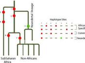 Nueva confirmación hibridación entre neanderthalensis sapiens