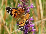 Mariposas Cabo Peñas (II)