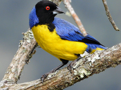 Avistamiento Aves Colombia
