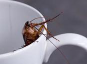 ¿Cómo pueden transmitir cucarachas enfermedades humanos?