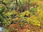 Entre Hayas Robles Asturianos: Bosque Muniellos Cudillero