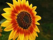 Girasol