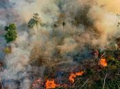 Brasil prevendrá tala ilegal Amazonas