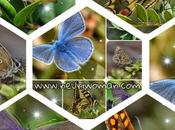 mariposa