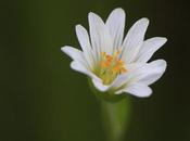(Cerastium humifusum)
