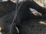 Muerte elefantes jóvenes trae desconcierto