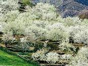 Excursión Valle Jerte, Cáceres