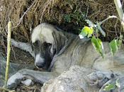 Mastina cachorros viviendo vertedero. URGENTE (Badajoz)