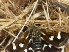 Otros lepidópteros