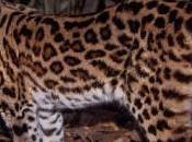 margay,un gato desconocido