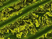 Caren Alpert comemos, bajo microscopio