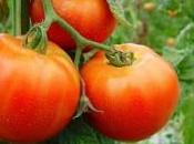 planta tomate, reina antioxidantes