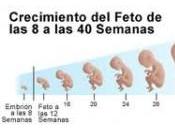 Primeras semanas gestación clave desarrollo fetal