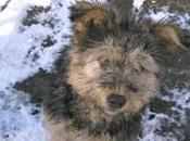 Pumi