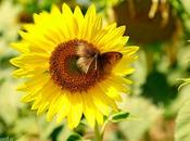 girasol mariposa transforma