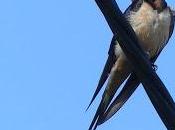 paseo hasta valverde (laredo)