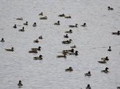 Patos cava
