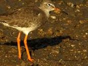Correlimos zarapitín tardío laredo