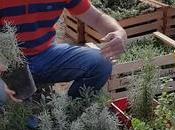 AROMÁTICAS Jardineras