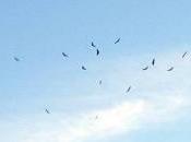 buitres hemos hablado