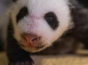 Pandas Gigantes: Majestuosas criaturas pero indefensas nacer