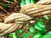 Científicos españoles descubren ayahuasca estimula nacimiento nuevas neuronas