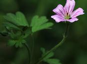 Core-core (Geranium sessiliflorum)