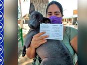 intensifica jornada vacunación gratuita canina...