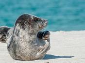 Soñar focas lobos marinos