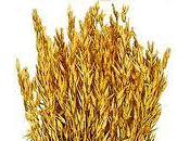 celiacos deben tener cuidado también algunos tipos avena