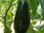berenjenas