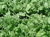 Lechuga