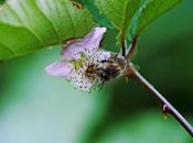Abeja espinas