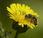 Alergia picaduras abejas avispas