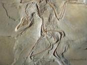 sido destronado Archaeopteryx?