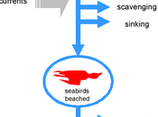Mortalida masiva aves marinas tras accidente Prestige