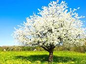 Cuando árbol conciencia florece nace vida