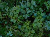#NuevaRealidad Verde.)
