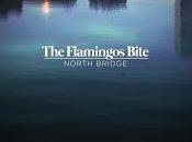 Flamingos Bite Stringfellow estrenan videoclip North Bridge