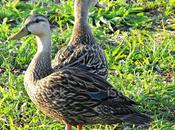 Presos Montecristi matadores cientos patos silvestres emigraron desde Florida.