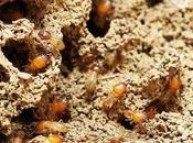 Desa Aplicaciones, nuevo servicio control plagas Valencia