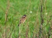 Escribanos palustres Gozón