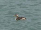 somormujo cuellirrojo Luanco