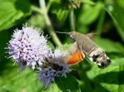 Esfinge colibrí, ciclo anual