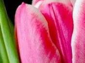 tulipán Margo
